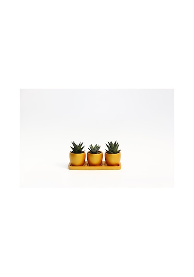 TRİO ORANGE HEDİYELİK SUKULENT SETİ - Haworthia Limifolia - Pumil