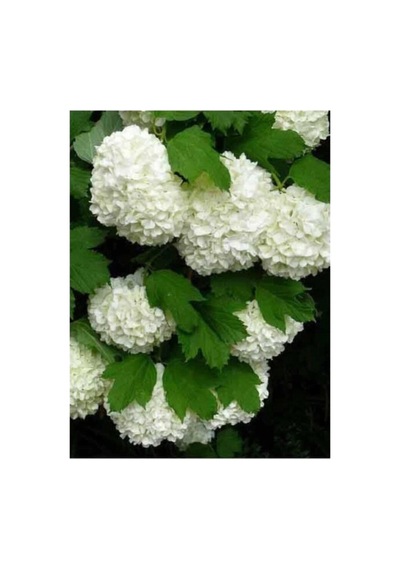 Isparta Gülü Saksılı Kartopu Çiçeği 40-60 Cm