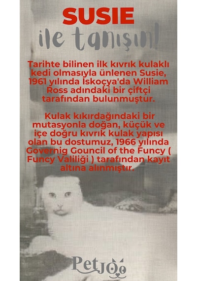 Petjoo 3.Susie Gri-Kırmızı Qr'lı Kedi Künyesi