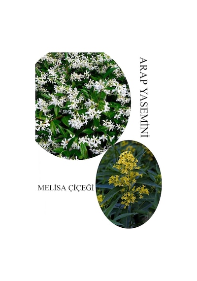Arap Yasemini Çiçeği 1adet Saksılı 30-50cm+melisa Çiçeği 30-60cm Kokulu Bahçe Seti
