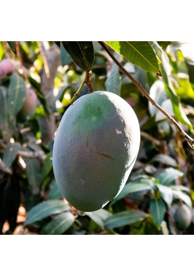 Aşılı Keitt Mango Fidanı - 2 Yaş - Tüplü 60-70 Cm - Lifsiz Dev Meyveli Tropikal Meyve Ağacı