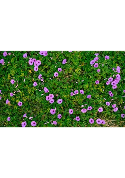 Ipomea Palmata Sarmaşık Çiçeği Tohumu Ekim Seti 5 Tohum + Saksı +toprak