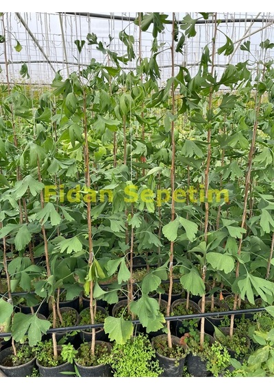 3 Yaş Ginkgo Biloba Mabet Ağacı Fidanı 100cm