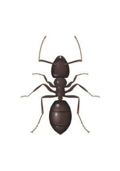 Bayer Habitro Karınca Il Yemi 80 Gr