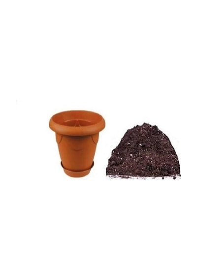 Karagözlü Suzan Sarmaşığı Tohumu Ekim Seti 5 Tohum + Saksı+toprak