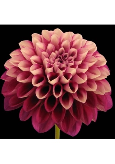 10 Adet A Mor Renk Dahlia Yıldız Çiçeği Tohumu + 10 Adet Hediye Karışık Renk Gül Tohumu