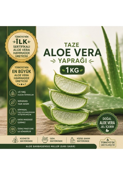 Taze Aloe Vera Yaprağı 1 Kg - Aloe Vera Jel Içerir Sarı Sabır