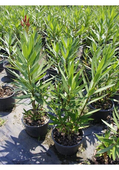 Videolu Pembe Zakkum Çiçeği 1 Adet Saksılı/ Tüplü 30-60 Cm Pink Oleander