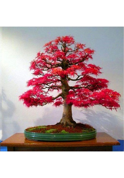 Red Maple Bonzai Ağacı Ekim Seti 5 Adet Tohum Saksı Toprak Kombin
