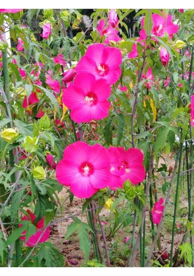 Pembe Japon Gülü Çiçeği Fidanı 40 45 Cm 1 Adet Saksılı Camellia Japonica