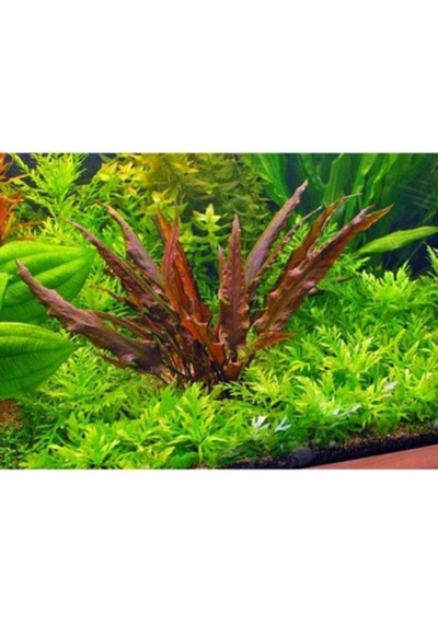 Akvaryum Bitkileri Cryptocoryne Wendtii Brown Saksı Canlı Bitki Diğer