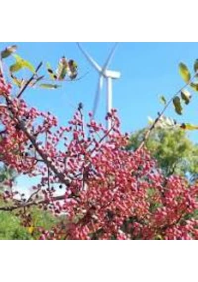 Çitlembik Menengiç Fidanı Pistacia Terebinthus 1-2 Yaş