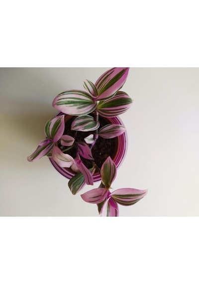 Pembe Telgraf Çiçeği Nanouk Telgraf Çiçeği Tradescantia Nanouk