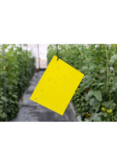 Sarı Yapışkan Kart Tuzak 25cmx10cm 10 Adet
