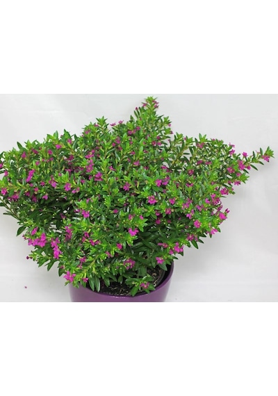 Kufeya (Cennet Çiçeği) Pembe