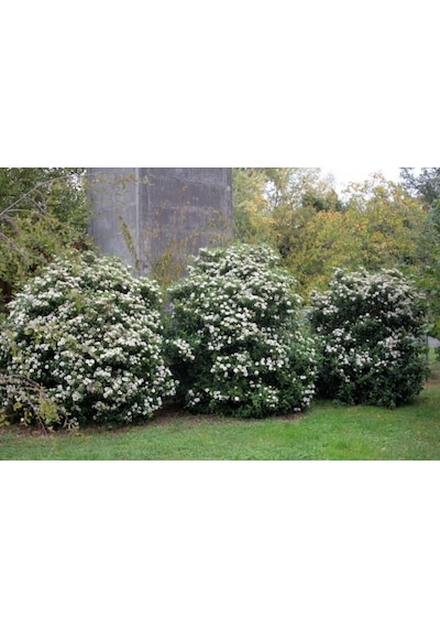 Viburnum Tinus - Yaprak Dökmeyen Kartopu 30 Cm 5 Adet