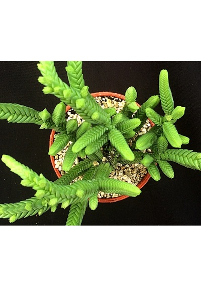 Prenses Çamı - Crassula Muscosa 50 Adet