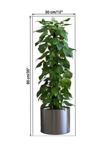 Saksılı Bitki Tasarımlı Yapışkanlı Sticker Resim 90 30 Cm Şeffaf