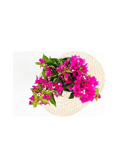 Saksıda Bodur Begonvil Fidanı 20-25 cm