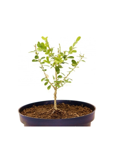 Bonsai Şimşir Fidanı Buxus Sempervirens Rotundifolia 4 Yaşında