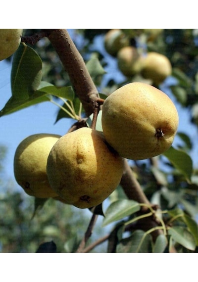 Armut Margeret 180-200 Cm Tüplü