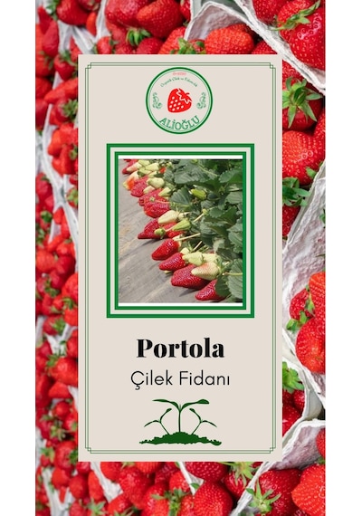 20 Adet Portola Çilek Fidesi Açık Kök ve Taze Söküm (Frigo)
