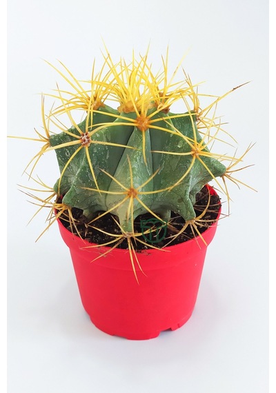 Ferocactus Glaucescens Sarı Dikenli Nadir Özel Tür Kaktüs Büyük B