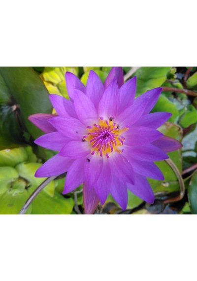 10 Adet Mor Lotus Tohumu Nilüfer Tohumu