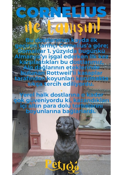 Petjoo 20.Cornelius Sarı-Mavi Qr'lı Köpek Künyesi
