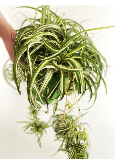 Chlorophytum Comosum / Kurdele Çiçeği