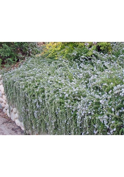 Yayılıcı Biberiye Rosmarinus Officinalis Prostratus 2 Adet