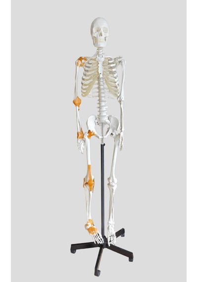 Gerçek Boyutlarında İnsan İskeleti Modeli - Sinir Ve Bağ Dokulu, 180 Cm - İskelet Maketi 01