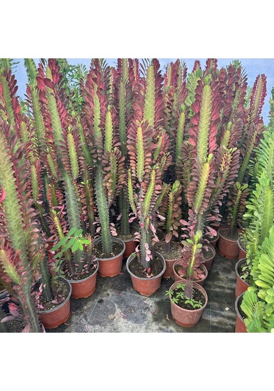 Sınırlı Üretim Bol Dallı Euphorbia Trigona Red - Afrika Kırmızı Süt Ağacı Kaktüsü 1 Adet