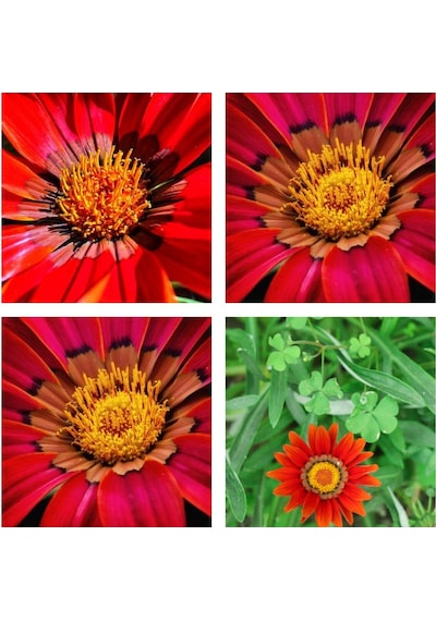 Videolu 10'lu Kırmızı Gazanya Koyun Gözü Çiçeği Fidanı 15-35 Cm Tüplü Çiçekli Bodur Bitkiler Gazania