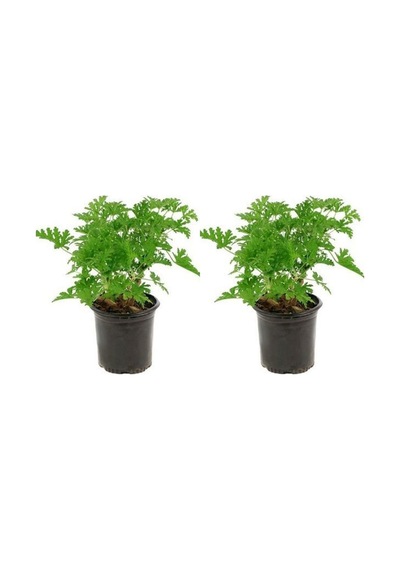 Videolu Muhteşem Kokulu Itır Çiçeği 20 40 Cm 2 Adet Çiçekli Bodur Bitki Pelargonium