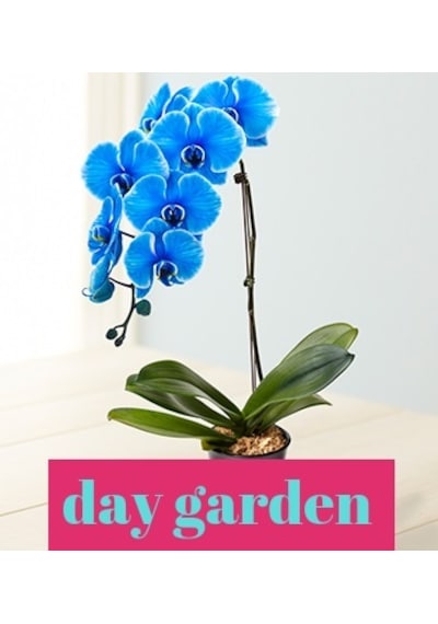 25 Adet Phalaenopsis Mavi Orkide Tohumu 10 Adet Gül Tohumu N111638