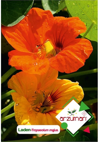 Laden Tropaeolum Majus Çiçek Tohumu 6 Adet