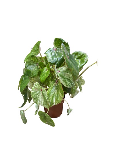 Begonia 'rouge Variegata' Begonia Çiçeği