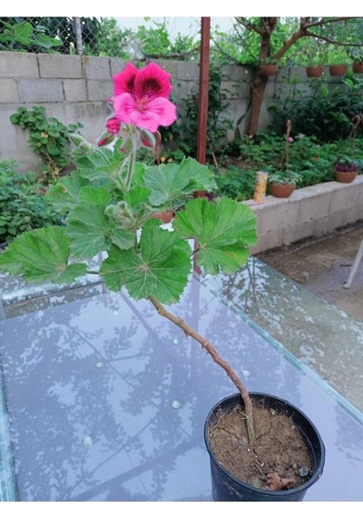 Ceylan Gözü Sardunya Fidanı Koyu Pembe 10-20 Cm
