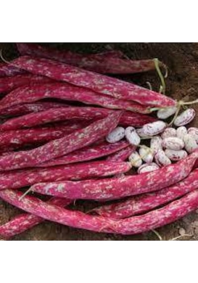 150 Adet Oturak Barbunya Tohumu