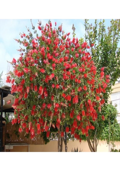 Saksılı Fırça Çalısı Fidanı 3 Yaş (callistemon Laevis)