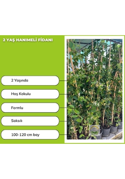 5 Adet Hanımeli Fidanı Paketi