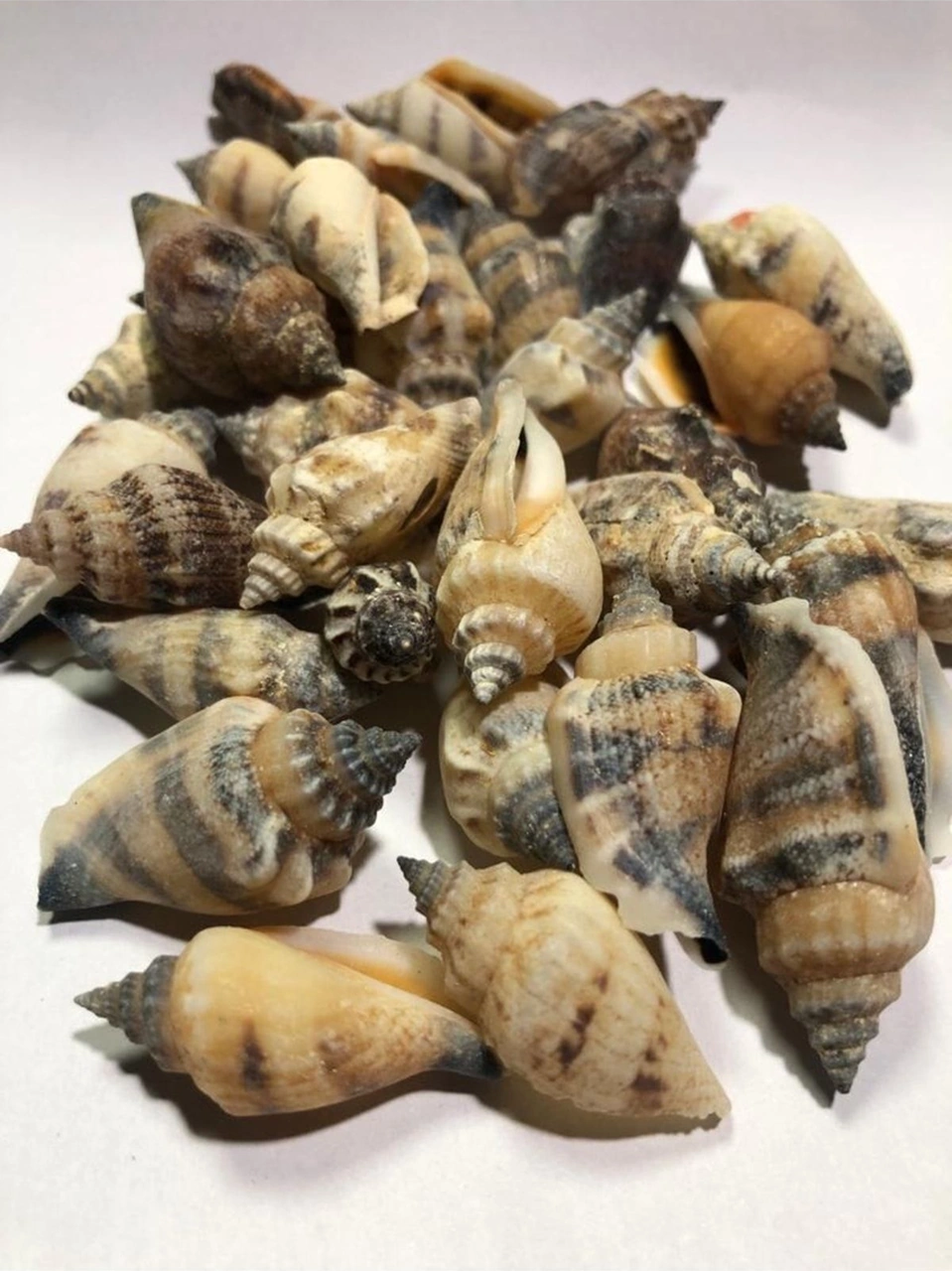 Gerçek Deniz Kabuğu - Urceus
