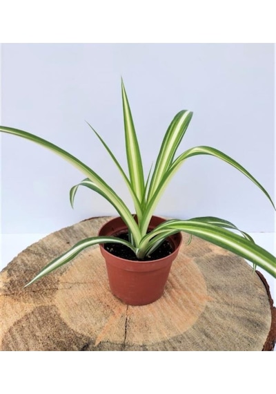 Kurdele Çiçeği 1 Adet Chlorophytum Comosum Kurdela Çiçeği 10-20 Cm