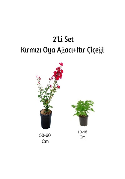 Kırmızı Oya Ağacı+ Itır Çiçeği Gül Damlası Dış Mekan Bitkisi