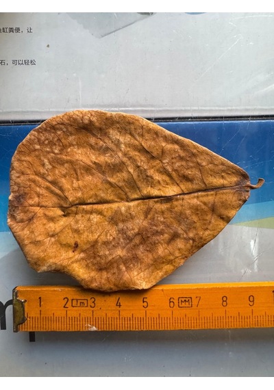 Catappa Yaprağı 7-8cm S