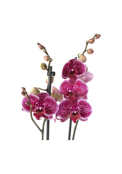 Phalaenopsis 'Jaguar' (Mor Orkide) Ø12 CM 70-80 CM
