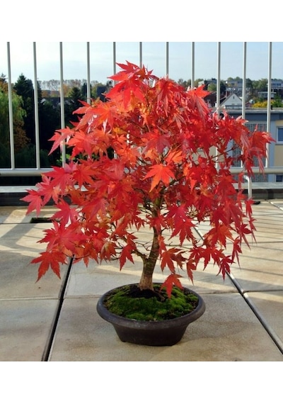 Kırmızı Japon Akçaağacı Tohumu 50 Adet Acer Palmatum