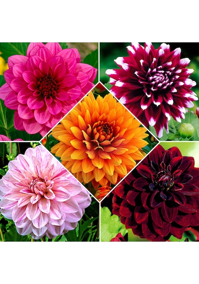 53 Adet Bodur Yıldız Dahlia Çiçeği Yumrusu Karışık12 Renk .yumru Boyu 9 Cm . Yeni Mahsul.çiçekli Boyu 45 Cm.