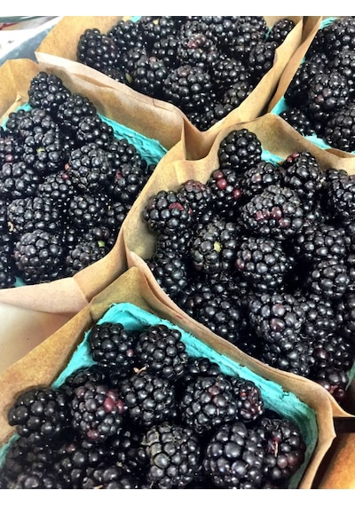 Bahçevilya 2 Yaşında Tüplü Böğürtlen Rubus Fruticosus Fidanı